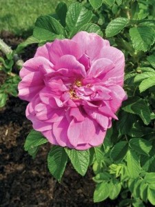 HANSA (Rugosa)